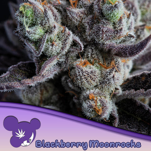 Anesia Seeds - Blackberry Moonrocks